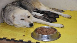 Siirtte çöp konteynerine atılan 9 köpek yavrusu ve anneleri koruma altında