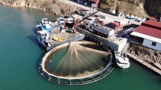 Artvinde kafes balığı tesislerine yenileri ekleniyor: Hedef 50 bin somon ihracatı