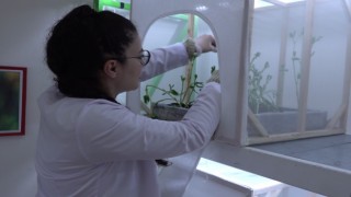 Laboratuvarda üretilecek uğur böcekleri yaprak bitine çözüm olacak