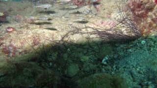 İstilacı dikenli zehirli deniz kestanesi popülasyonunda toplu ölümler yaşanıyor