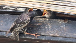 Hersek Lagününde sığırcık kuşu yavrularını beslerken görüntülendi