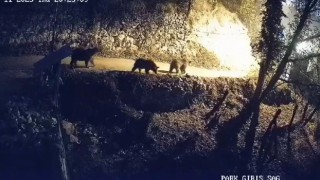 Köye inen ayılar ve kurtlar güvenlik kamerasına yansıdı