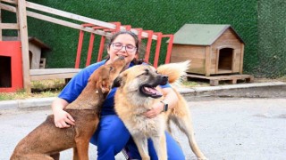 Beşiktaş Belediye Başkanı Akpolat: “Sokak hayvanları konusu bütüncül biçimde ele alınmalı”