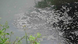 Beykozdaki Riva Deresi kirle kaplandı: Suyunda pislik yüzüyor
