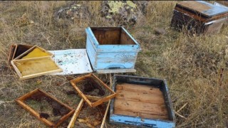 Malatyada aç kalan ayılar arı kovanlarına saldırdı