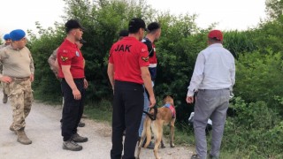 Mısır tarlasında kaybolan bir kişi özel eğitimli köpeklerle aranıyor