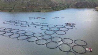 Tercan Barajında 150 kafeste üretim yapılıyor