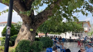 259 Yıllık Anıt Çınar Ağacı Osmaniye'ye Doğal Klima Etkisi Sağlıyor