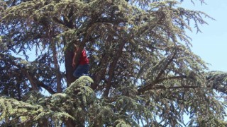 Ağacın tepesine tırmandı, Belediye başkanı beni dinlemedi diyerek intihara kalkıştı