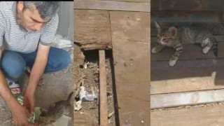 Hayvan sever TIR dorsesinde ölmek üzere olan yavru kediyi kurtardı