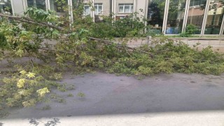 Rüzgarın devirdiği ağaç, park halindeki otomobillerin üzerine düştü