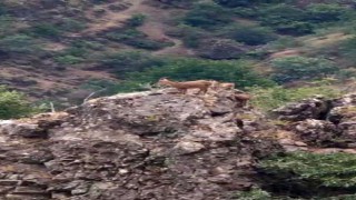 Yabani keçiler kayalık üzerinde görüntülendi