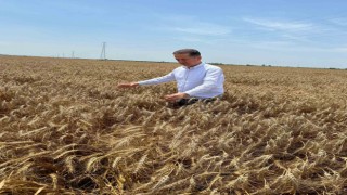 Yüreğir Ziraat Odası Başkanı Doğan: Açıklanan buğday fiyatı beklentileri karşılamadı