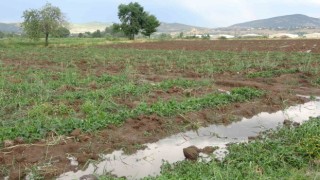 Bingölde bölgesel dolu yağışı sebze fidelerine zarar verdi