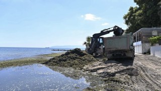 Sahilde temizlik çalışması: Kepçeyle toplanan yosunlar kamyonlara dolduruldu
