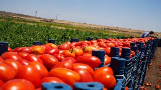 Tarlada 5 TLden satılan domatesin kavurucu sıcak altında hasadı başladı